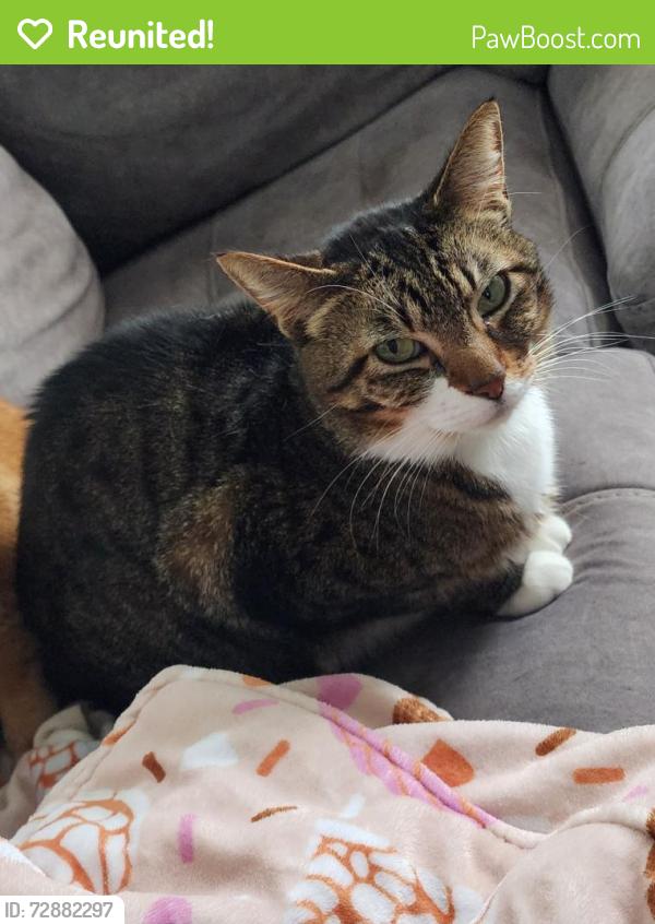 Reunited Male Cat last seen 160th St E & Woodland Ave E, Frederickson, WA 98375