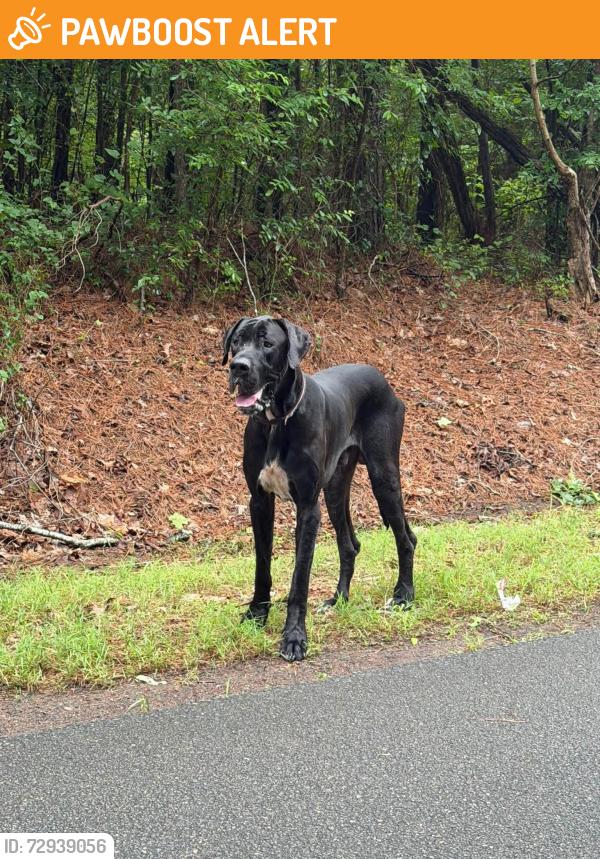 Found/Stray Male Dog last seen Alexander rd, Jefferson County, AL 35130