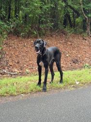 Found/Stray Male Dog last seen Alexander rd, Jefferson County, AL 35130