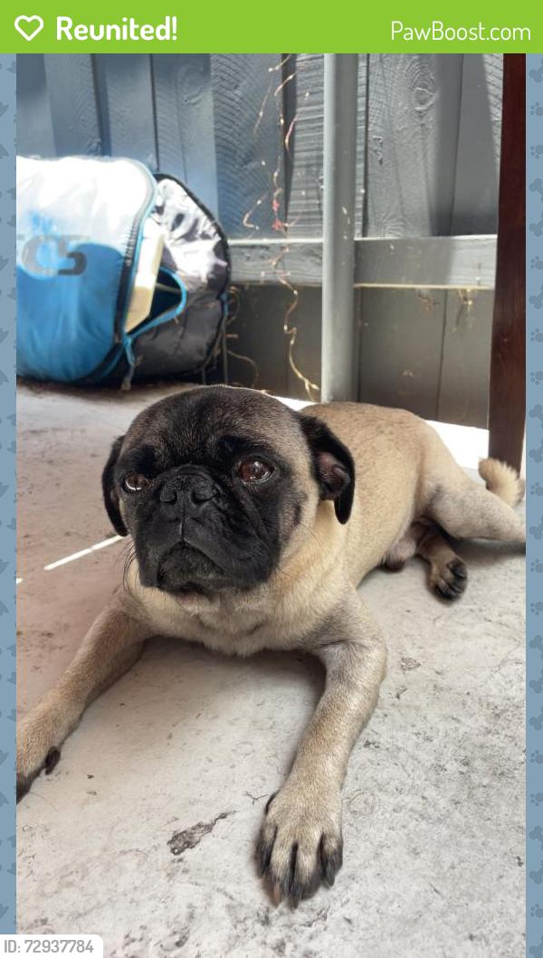 Reunited Male Dog last seen Roaming neighborhood, The Modern apmts, San Diego, CA 92123