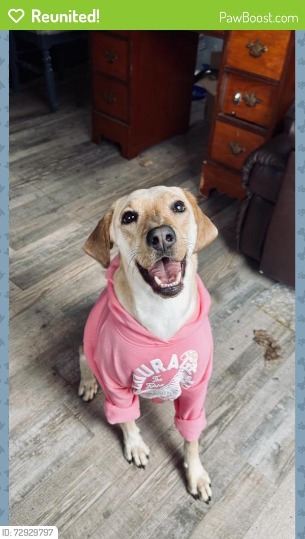 Reunited Female Dog last seen Gibson St infront of Ellis Park, Danville, IN 46122