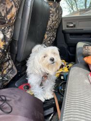 Reunited Female Dog last seen F St and Montview St, Aurora, CO 80011