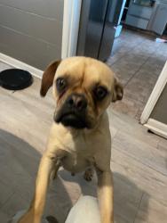 Found/Stray Male Dog last seen Hatch Rd, Modesto, CA 95351
