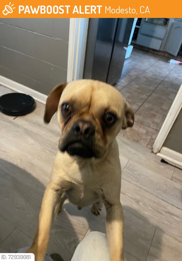 Found/Stray Male Dog last seen Hatch Rd, Modesto, CA 95351