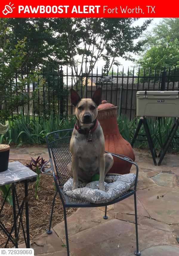 Lost Male Dog last seen Leppee Way, Fort Worth, TX 76126