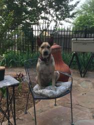 Lost Male Dog last seen Leppee Way, Fort Worth, TX 76126