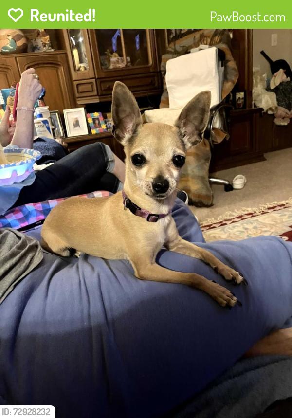 Reunited Female Dog last seen 45th & georgia , Amarillo, TX 79110