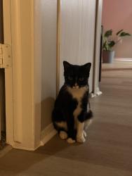 Reunited Female Cat last seen 11 mile and Evergreen, Southfield, MI 48076