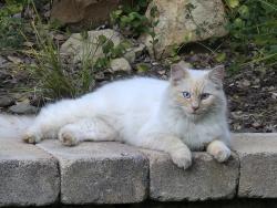 Reunited Female Cat last seen Canada Road, Woodside, CA 94062