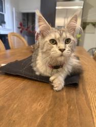Reunited Female Cat last seen Lake and lindell, St. Louis, MO 63108
