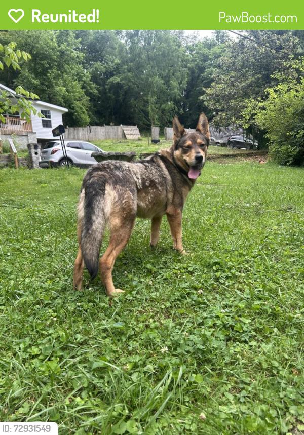 Reunited Female Dog last seen Asheville highway Kroger , Knoxville, TN 37914
