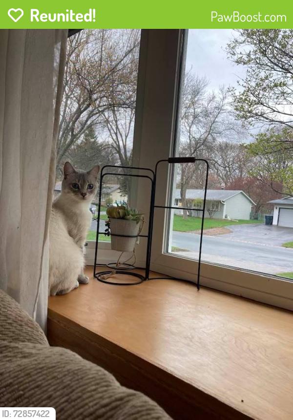 Reunited Male Cat last seen Boundary Creek and 106th Place N, Maple Grove, MN 55369