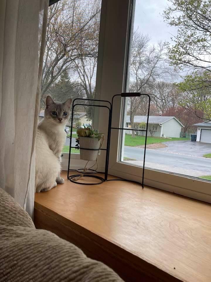 Reunited Male Cat last seen Boundary Creek and 106th Place N, Maple Grove, MN 55369
