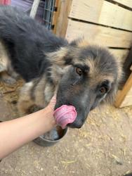Reunited Female Dog last seen Grant Rd, Oracle Rd, Tucson, AZ 85705