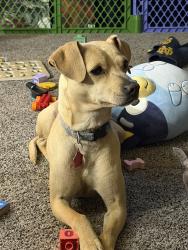 Reunited Female Dog last seen 91st and Yale, Tulsa, OK 74137