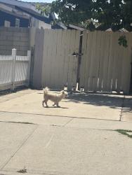 Reunited Male Dog last seen Near 17th St, Santa Ana, CA 92705, USA, Santa Ana, CA 92705