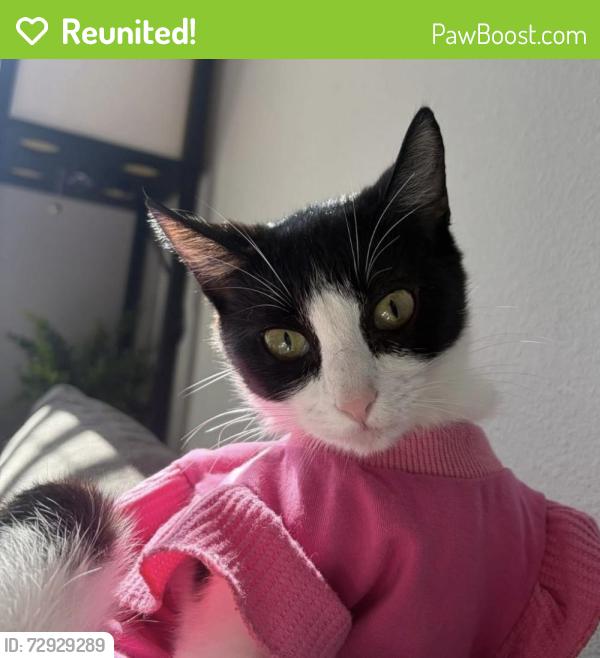Reunited Female Cat last seen trace neighborhood, San Marcos, TX 78666