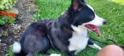 Found/Stray Female Dog last seen Airymount, Cincinnati, OH 45211