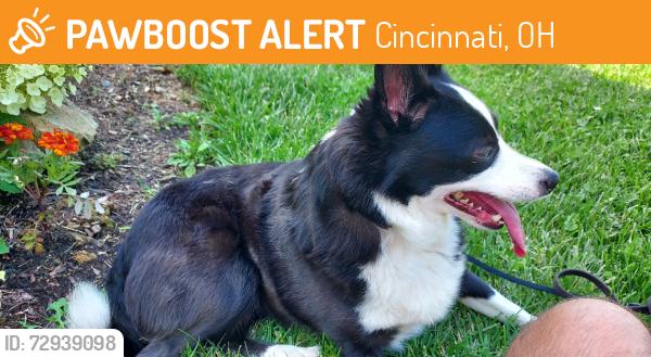 Found/Stray Female Dog last seen Airymount, Cincinnati, OH 45211