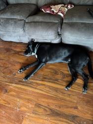 Reunited Male Dog last seen William Holliday Elementary School neighborhood , Fairview Heights, IL 62208