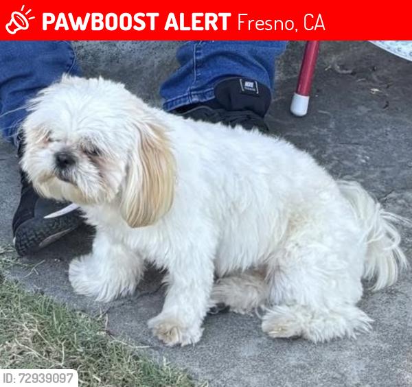 Lost Female Dog last seen Princeton and blackstone, Fresno, CA 93703