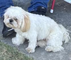 Lost Female Dog last seen Princeton and blackstone, Fresno, CA 93703