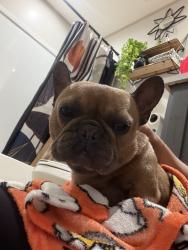 Found/Stray Female Dog last seen Near Hanselman rd manvel tx , Manvel, TX 77578