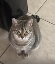 Reunited Female Cat last seen Near ashboro circle se , Palm Bay, FL 32909