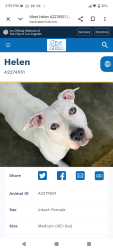 Found/Stray Female Dog last seen Hoover st and 82nd, Los Angeles, CA 90044