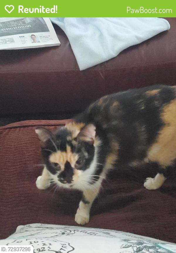 Reunited Female Cat last seen Near Crown Isle Circle, Wekiva Woods - Off Welch Road West of Thompson, Apopka, FL 32712