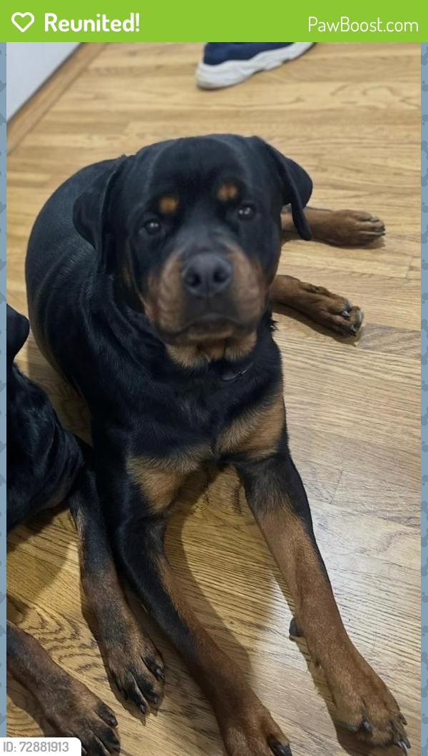 Reunited Male Dog last seen Lincoln , Toledo, OH 43606