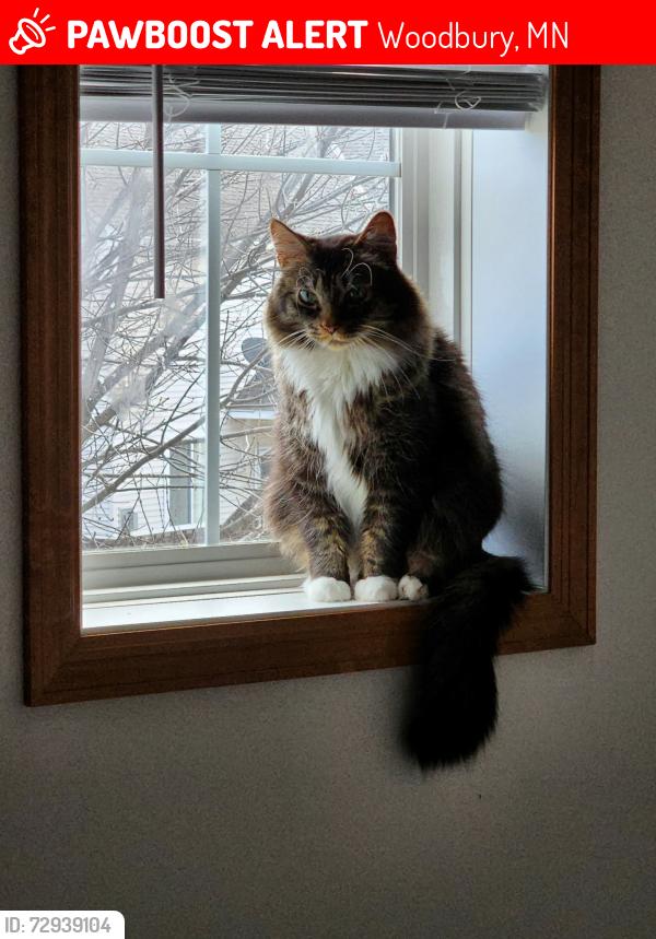Lost Male Cat last seen Bailey and Settlers Ridge, Woodbury, MN 55129