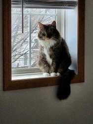 Lost Male Cat last seen Bailey and Settlers Ridge, Woodbury, MN 55129