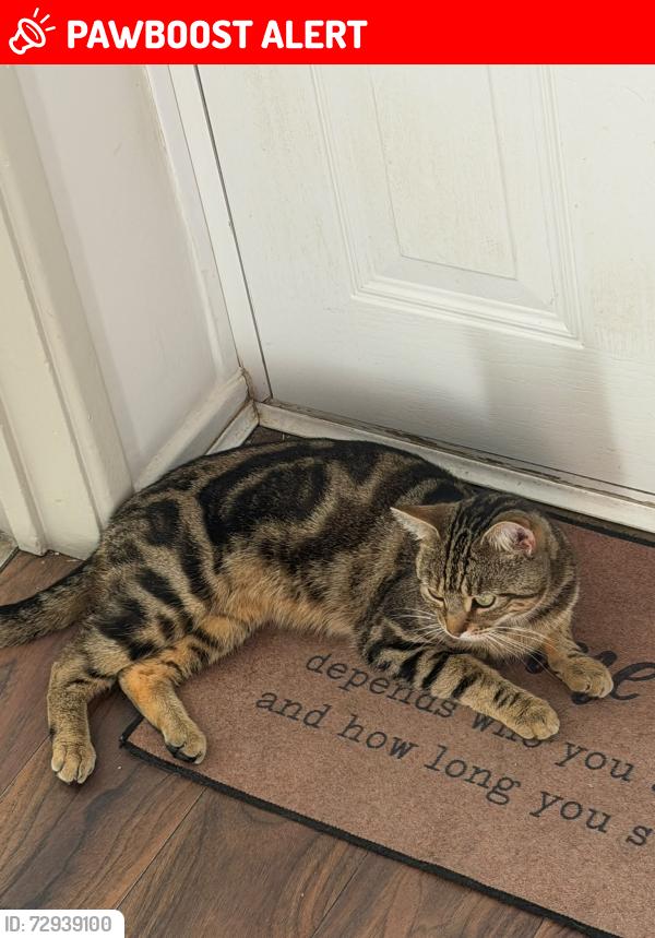 Lost Male Cat last seen Ashford park, Stanwell, England TW15 3DF