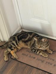 Lost Male Cat last seen Ashford park , Stanwell, England TW15 3DF