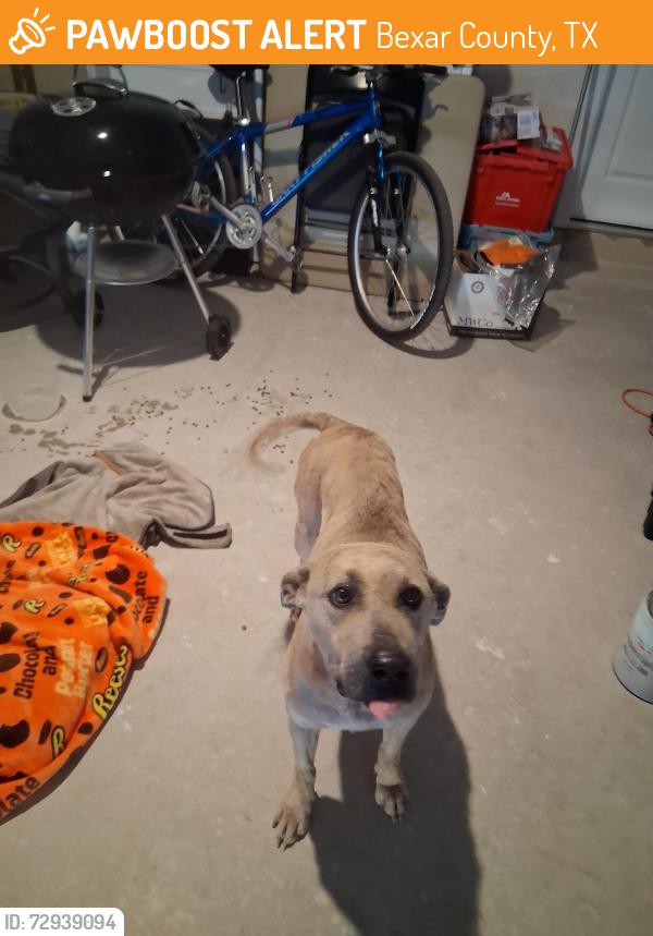 Found/Stray Male Dog last seen Abbott Rd and Graytown Rd. Converse texas, Bexar County, TX 78152