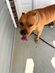 Reunited Male Dog last seen Lenoir Dr. And Caldwell Street, Overhills Creek Neighborhood, Spring Lake, NC, Spring Lake, NC 28390
