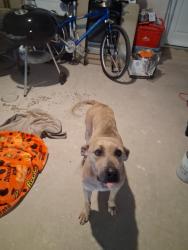 Found/Stray Male Dog last seen Abbott Rd and Graytown Rd. Converse texas, Bexar County, TX 78152