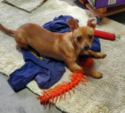 Reunited Female Dog last seen Near Alameda Ave Manteca, Manteca, CA 95336