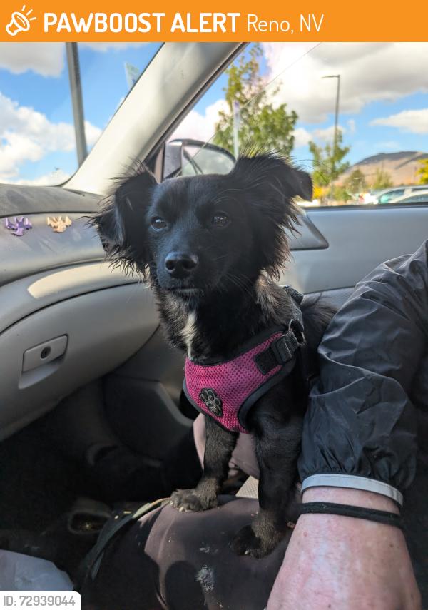 Found/Stray Female Dog last seen Kuenzli and Wells, Reno, NV 89502