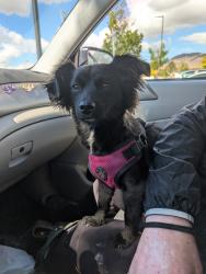 Found/Stray Female Dog last seen Kuenzli and Wells, Reno, NV 89502