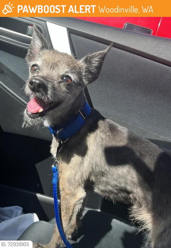 Found/Stray Female Dog last seen corner of 131st avenue ne and ne 175 st in woodinville, Woodinville, WA 98072