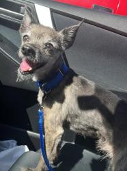 Found/Stray Female Dog last seen corner of 131st avenue ne and ne 175 st in woodinville, Woodinville, WA 98072