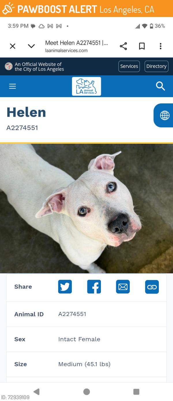 Found/Stray Female Dog last seen Hoover st and 82nd, Los Angeles, CA 90044