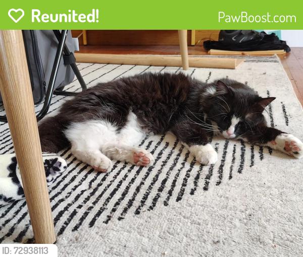 Reunited Male Cat last seen Near 18th St, Racine, WI 53403, Racine, WI 53403