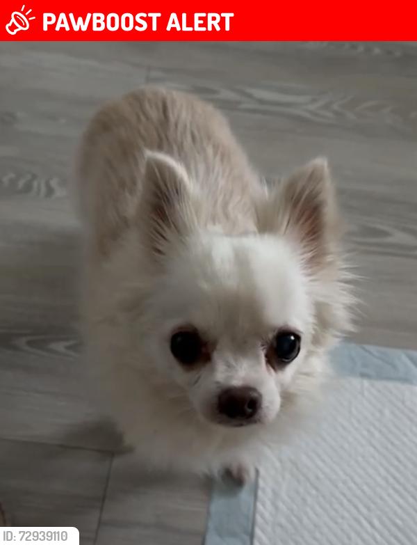 Lost Female Dog last seen Birmingham city university , West Midlands, England B4 7RQ
