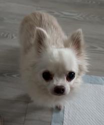 Lost Female Dog last seen Birmingham city university , West Midlands, England B4 7RQ