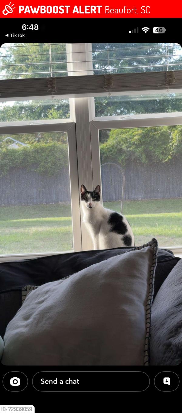 Lost Male Cat last seen Pacolet ln, Beaufort, SC 29906