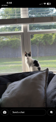 Lost Male Cat last seen Pacolet ln, Beaufort, SC 29906