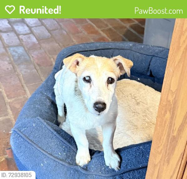 Reunited Female Dog last seen Oak Grove Farm and Equestrian Complex, Lewisville, NC 27023